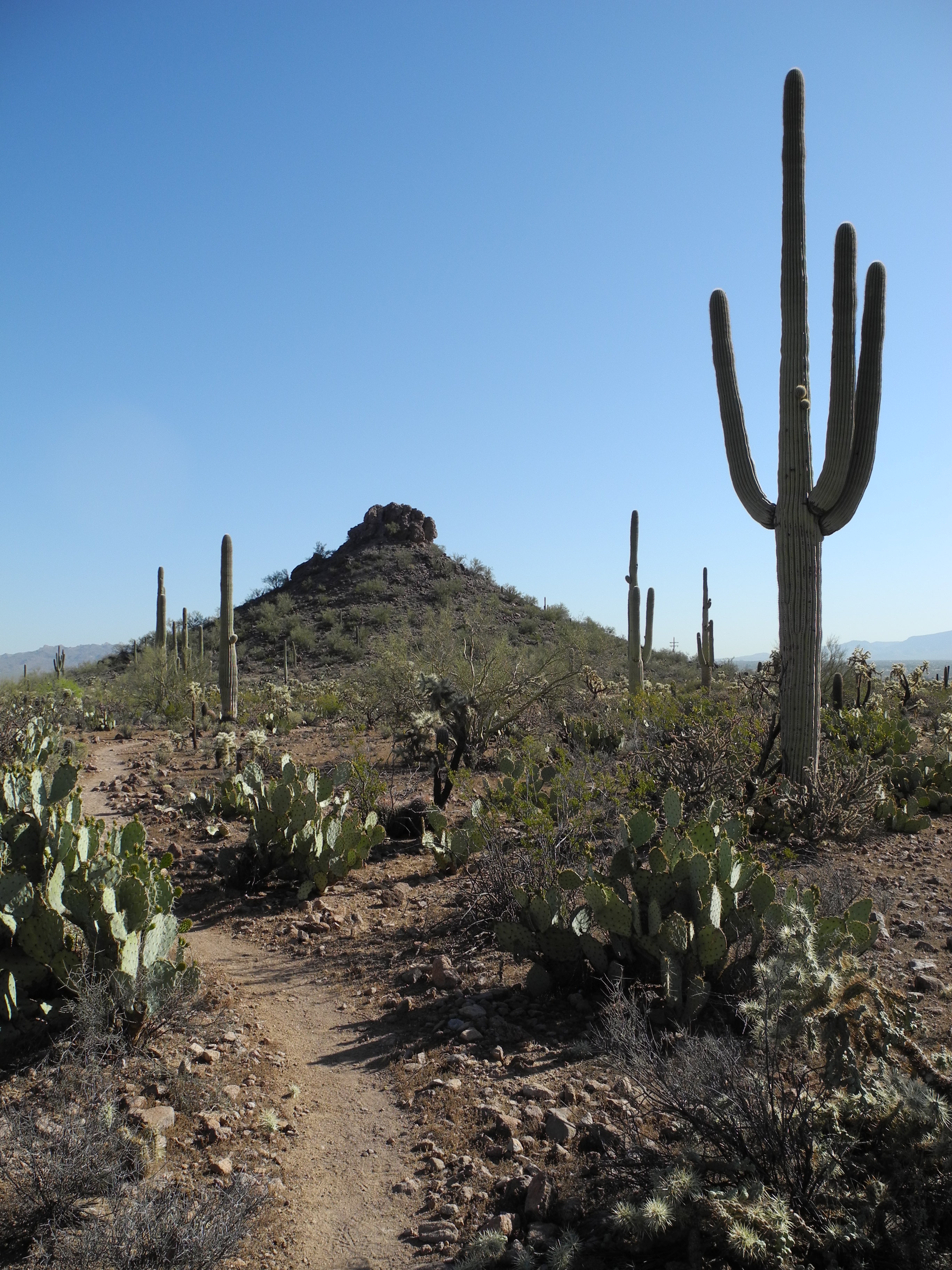Sombrero Peak trail, Marana, Arizona.